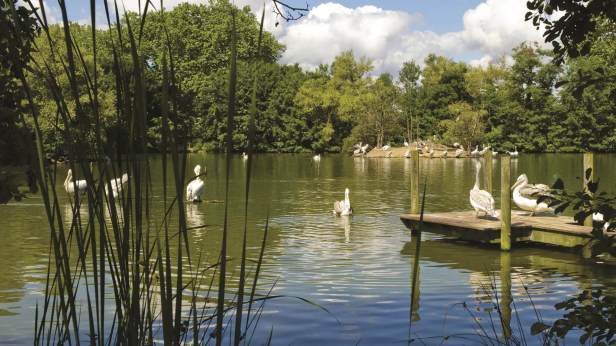 290419_parc-des-oiseaux-villars